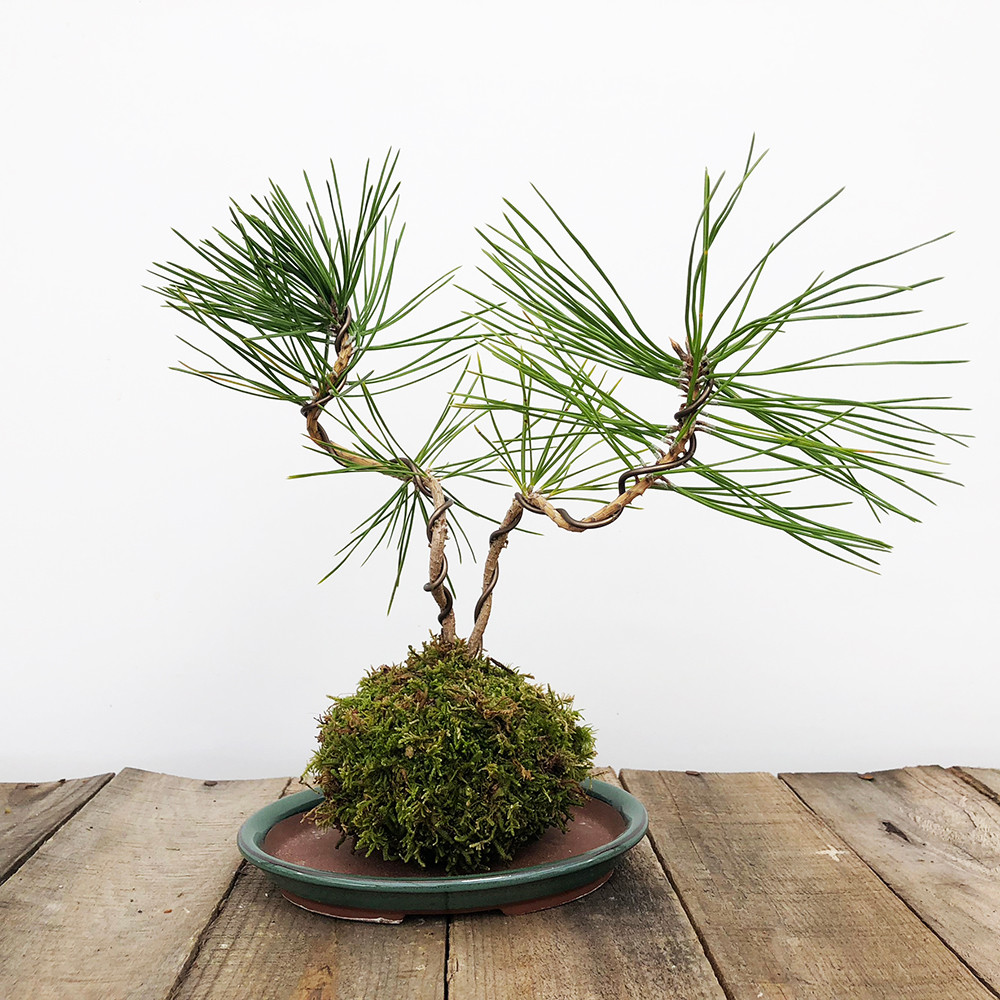Black Pine Kokedame Moss Ball Bonsai Outlet