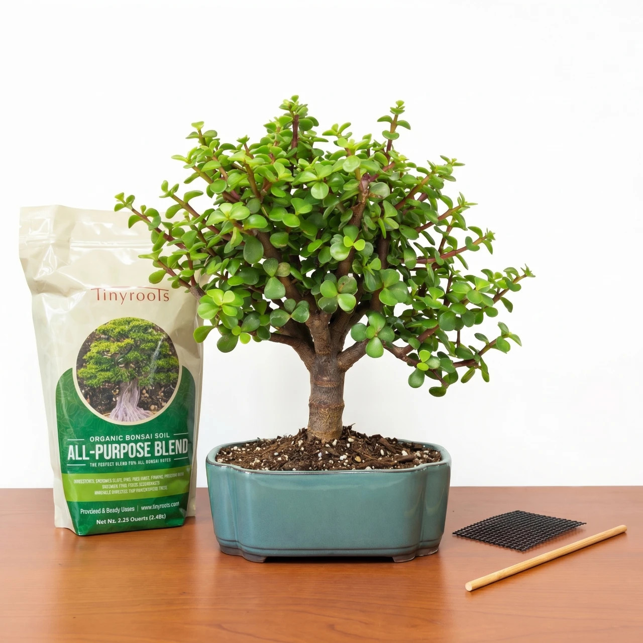 Dwarf Jade Bonsai DIY Kit (Portulacaria afra) – Glazed Pot, Soil