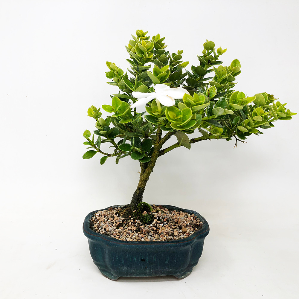 Flowering Natal Plum Bonsai Kit (Carissa)  DIY Potting & Styling Kit with  Soil, Pot + Humidity Tray