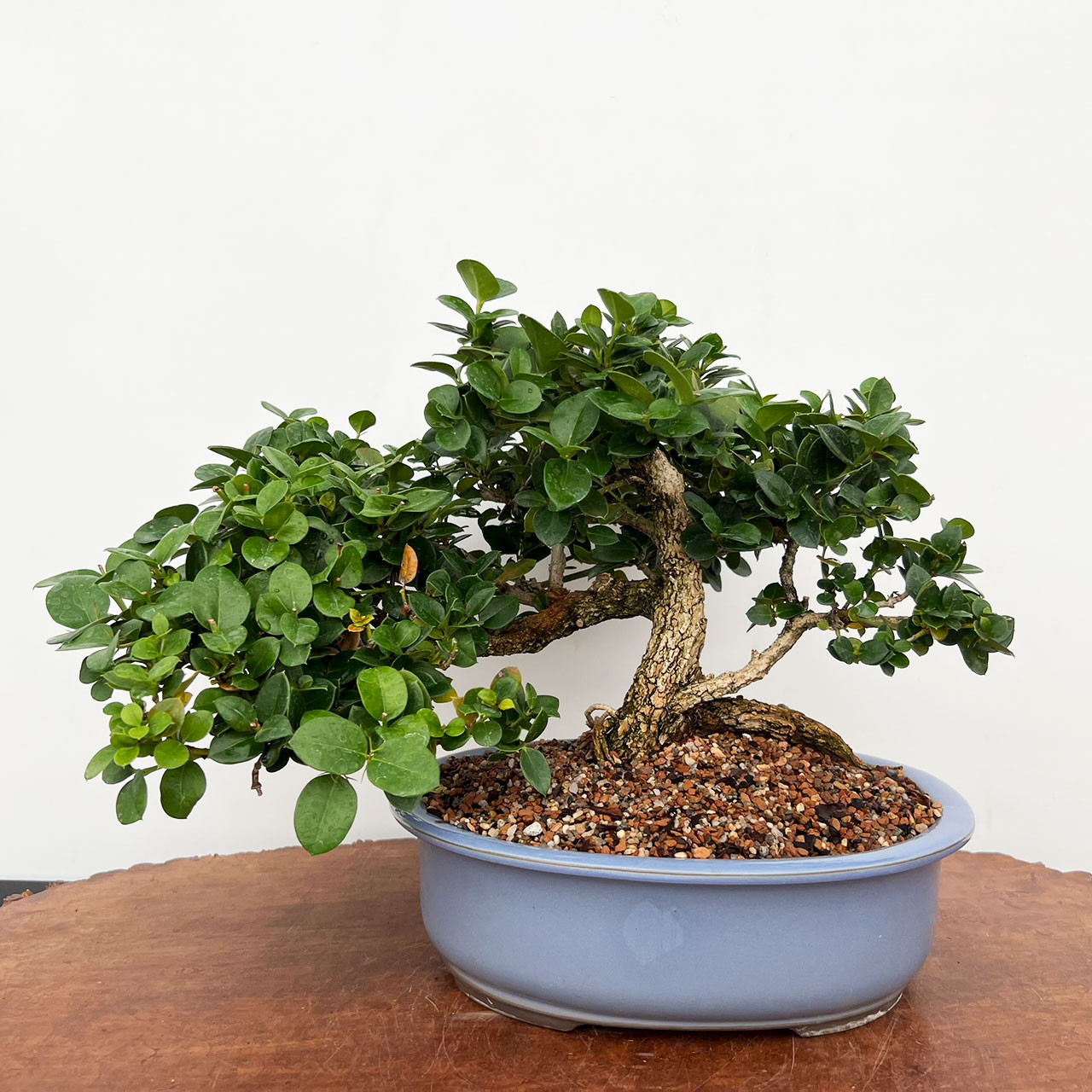 bonsai tree care kit Bonsai Variety Grow Kit main image 0