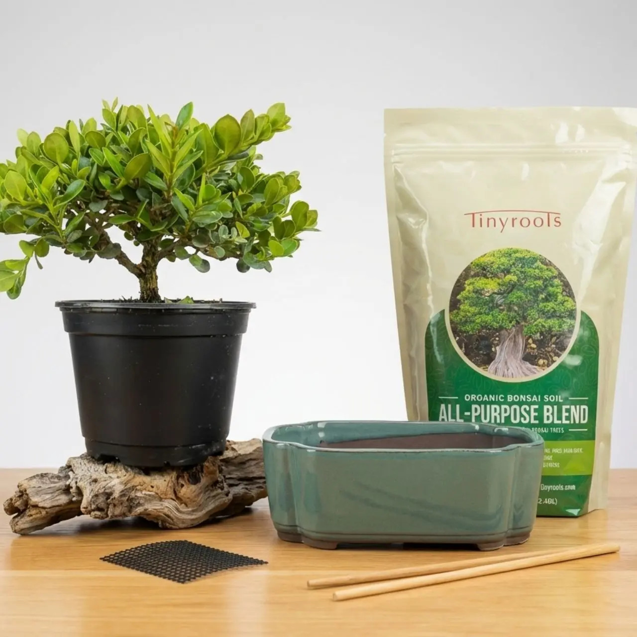 Flowering Natal Plum Bonsai Kit (Carissa)  DIY Potting & Styling Kit with  Soil, Pot + Humidity Tray