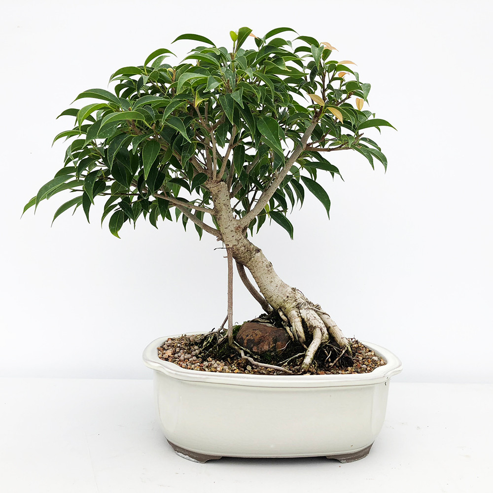 Root Over Rock Oriental Ficus Bonsai Tree Bonsai Outlet