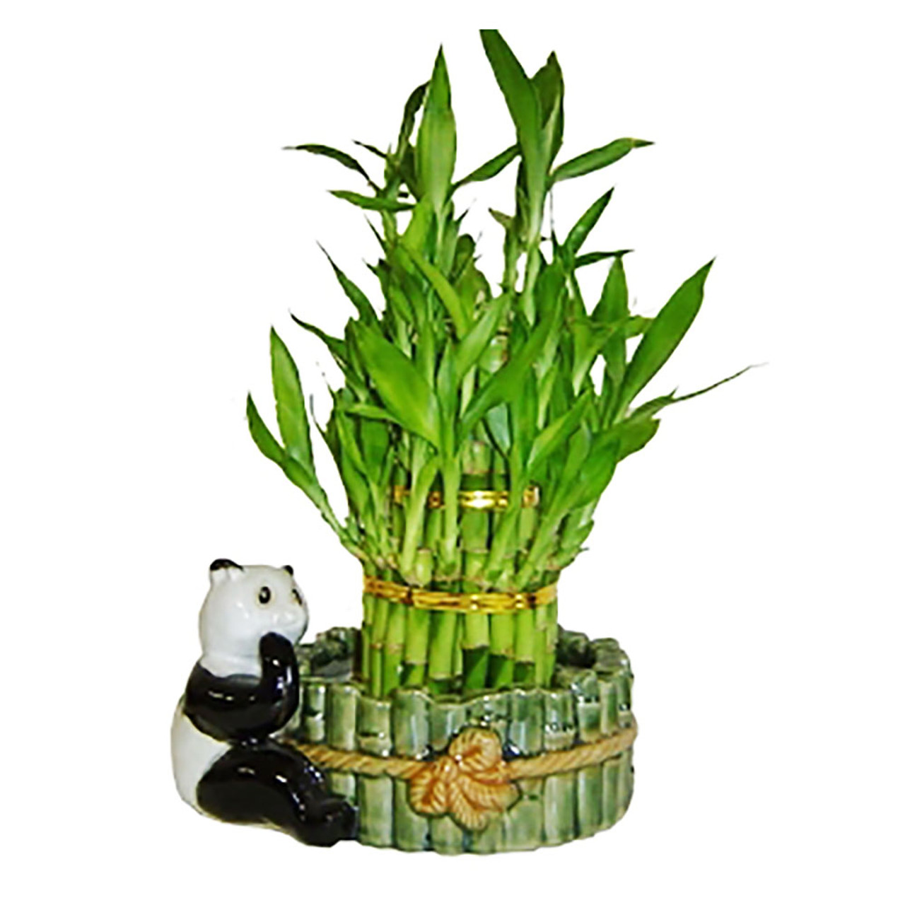  [Gift] Panda Banyan No. 3.5 in White Ceramic Pot (with  Saucer) [Cute House Plant] [Interior Green Lucky Tree] : Home & Kitchen