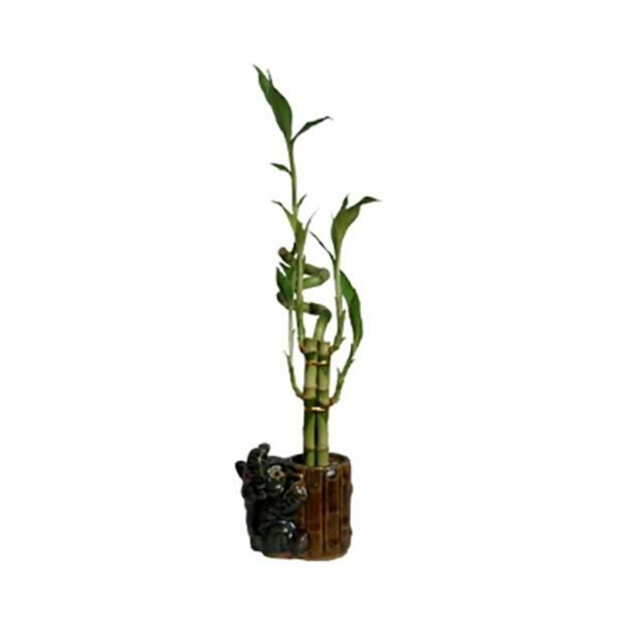 Lucky Bamboo With Baby Elephant Vase 5 Stalks Bonsaioutlet Com