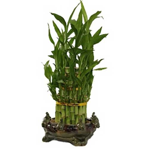 3 Tier Lucky Bamboo In Turtle Vase