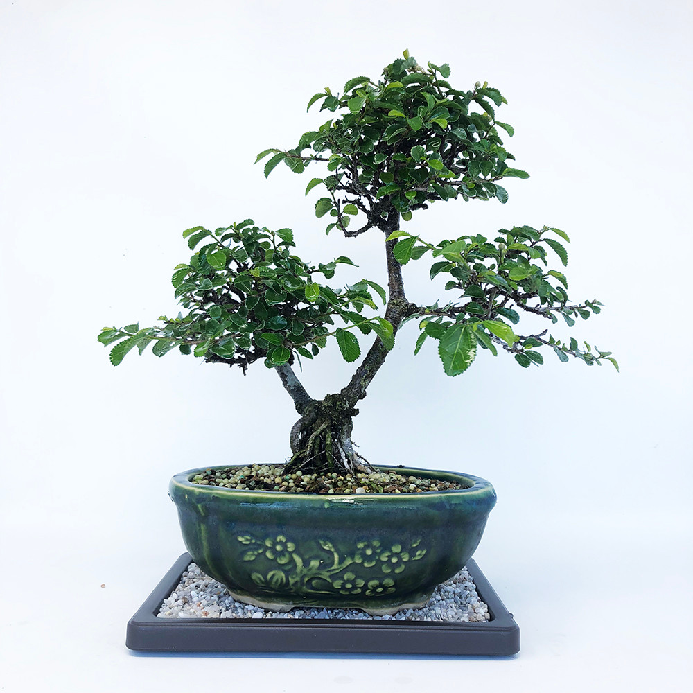 Lavender Star Flower Bonsai Tree Care bonsai tree