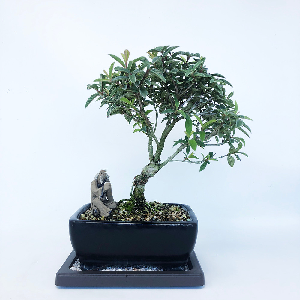 Dwarf Guava Bonsai Tree Bonsai Outlet