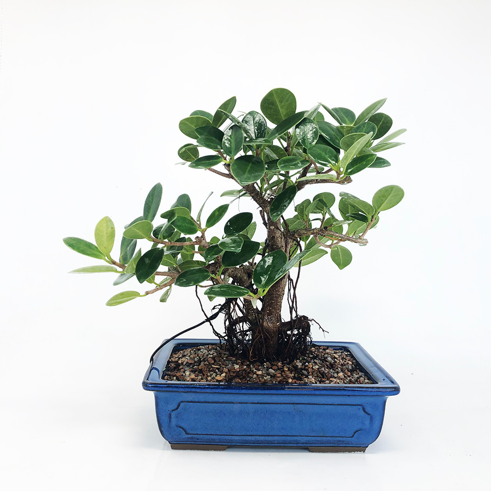 Green Island Ficus Bonsai Tree Bonsai Outlet