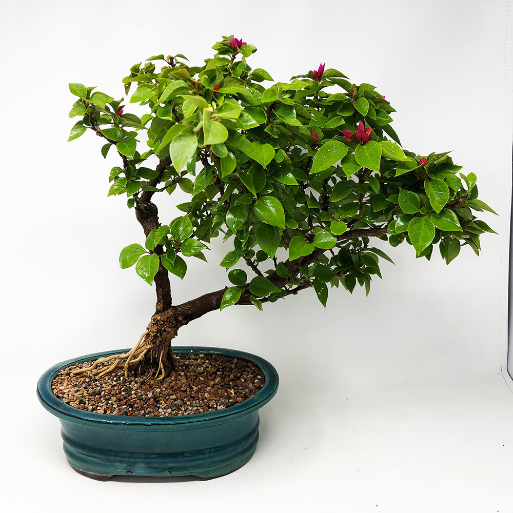 Pink Flowerering Pixie Bougainvillea I Bonsai Outlet