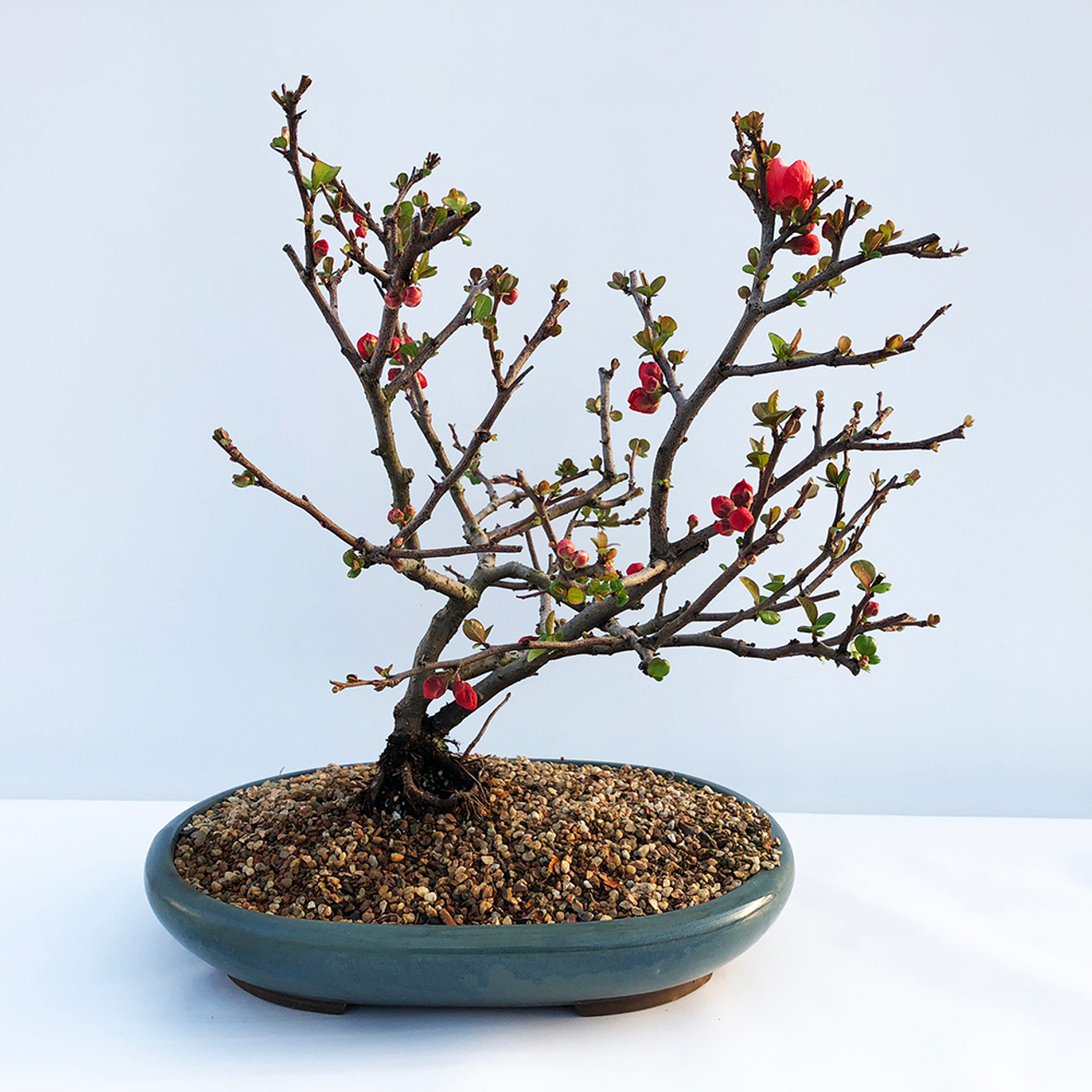 Texas Scarlet Flowering Quince Bonsai Tree I Bonsai Outlet