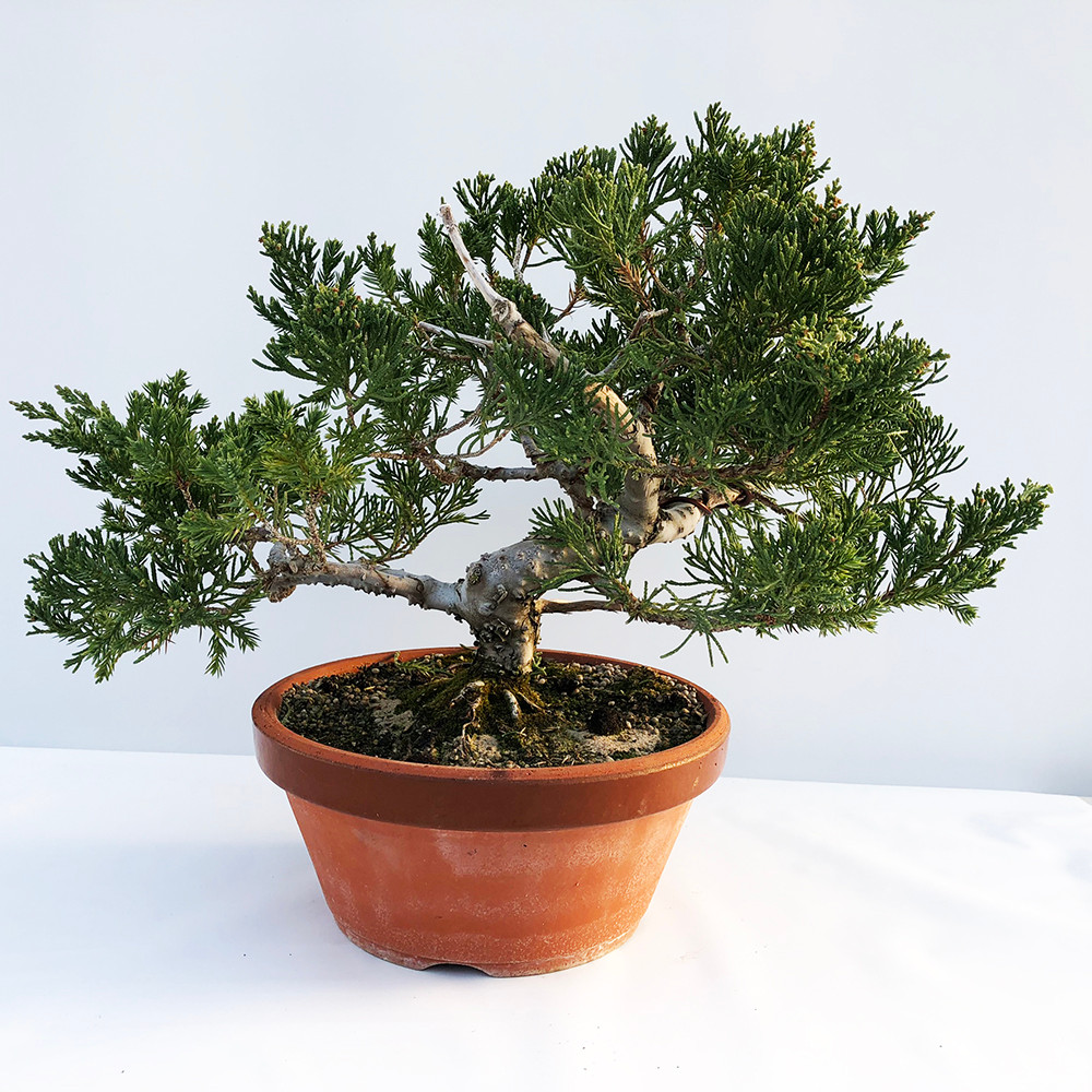 20+ year Old Juniper Bonsai Tree I Bonsai Outlet