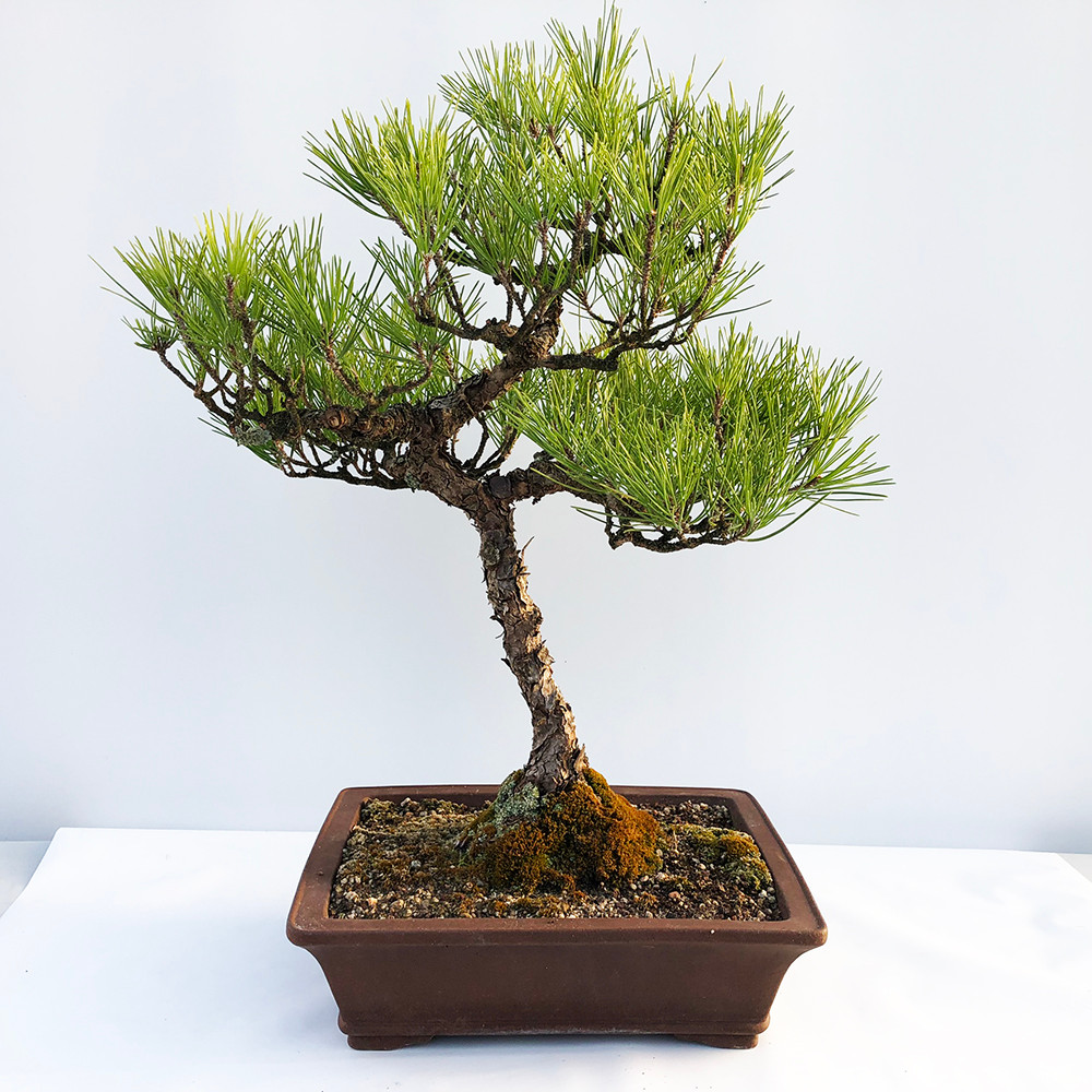 40 Year Old Japanese Black Pine Bonsai Tree I Bonsai Outlet