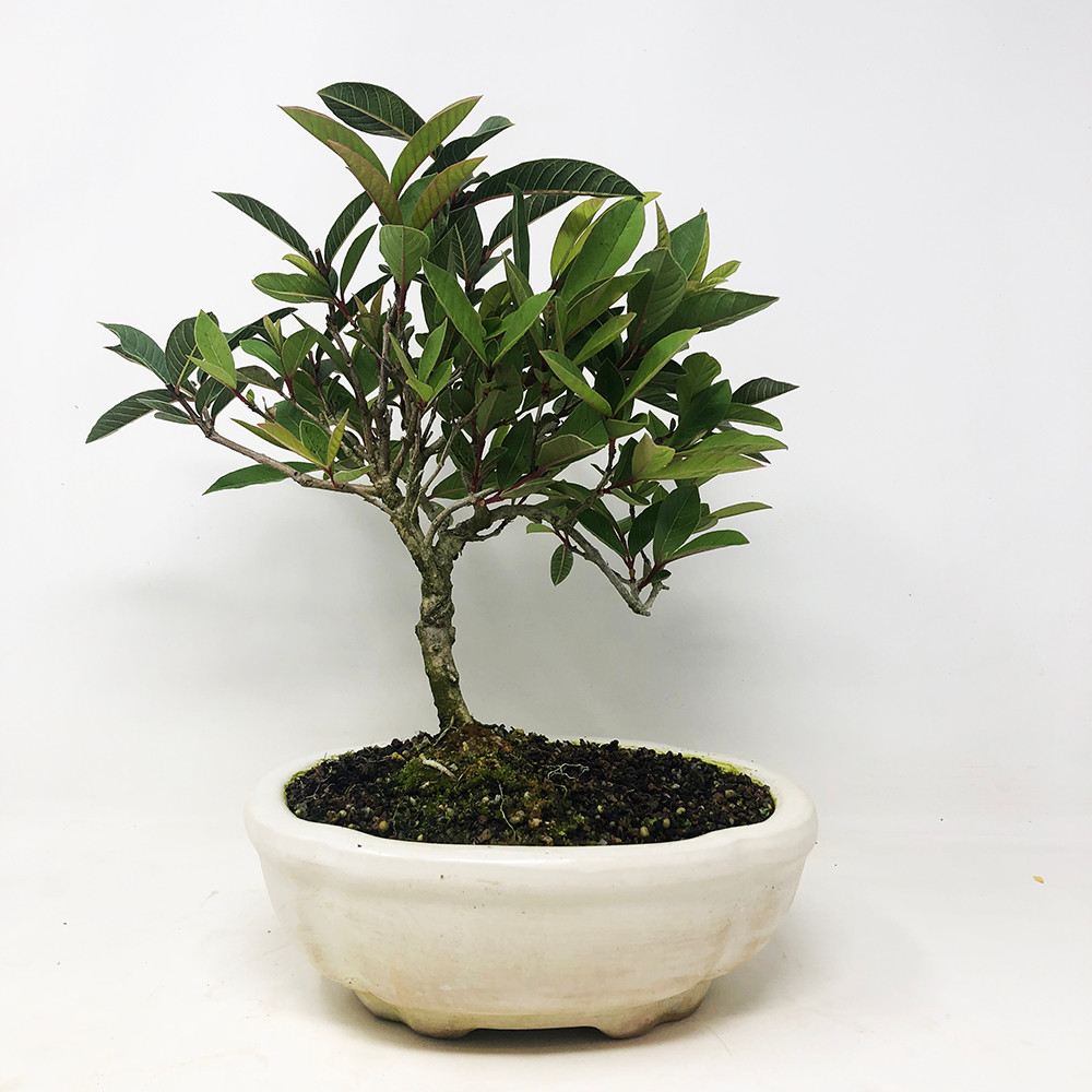 Flowering Guava Bonsai Tree Bonsai Outlet