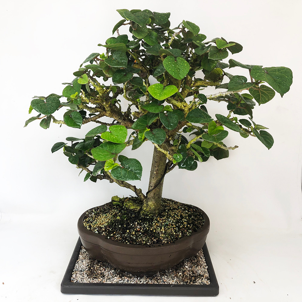 Flowering Sea Hibiscus Bonsai Tree I Bonsai Outlet