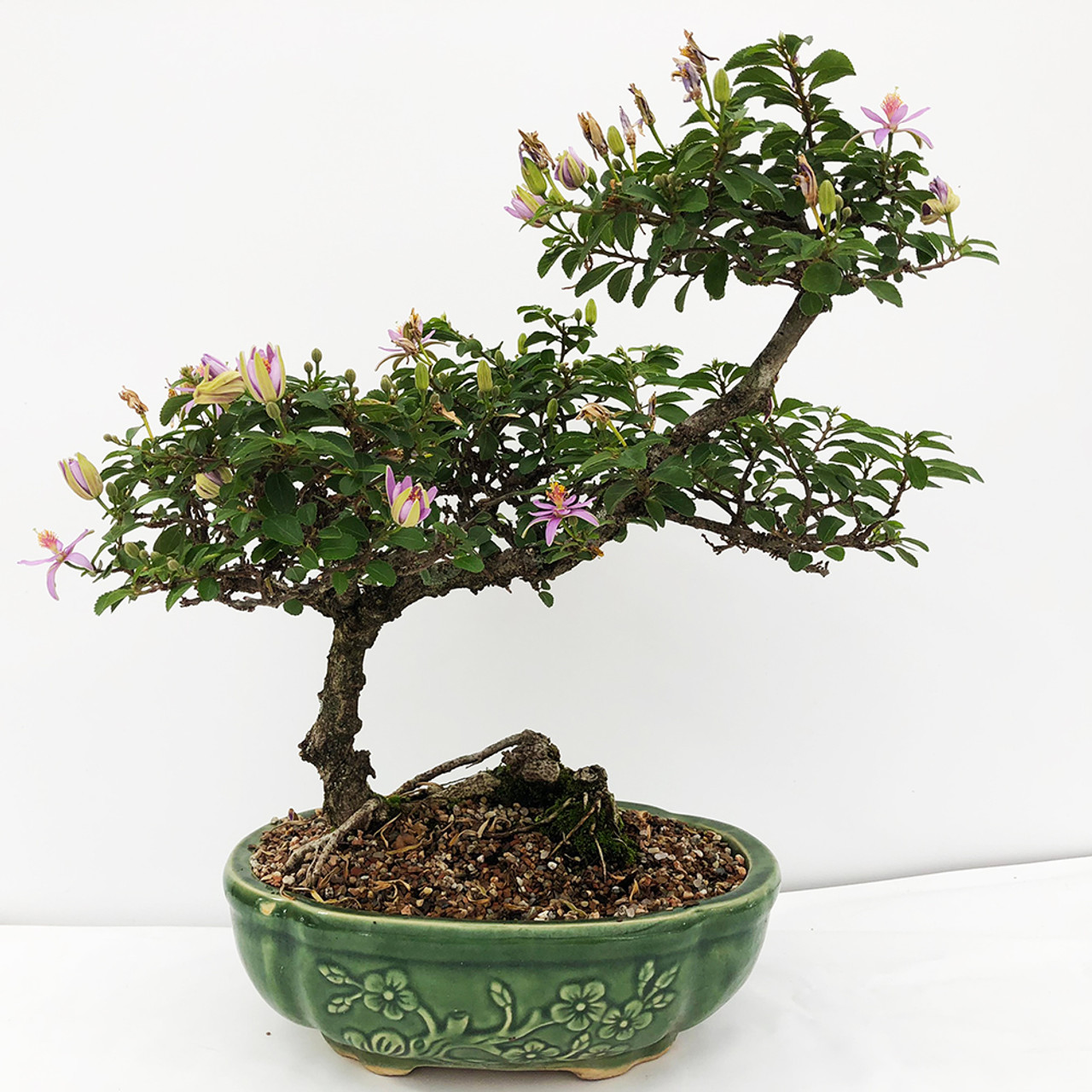 Lavender Star Bonsai Tree | Bonsai Outlet
