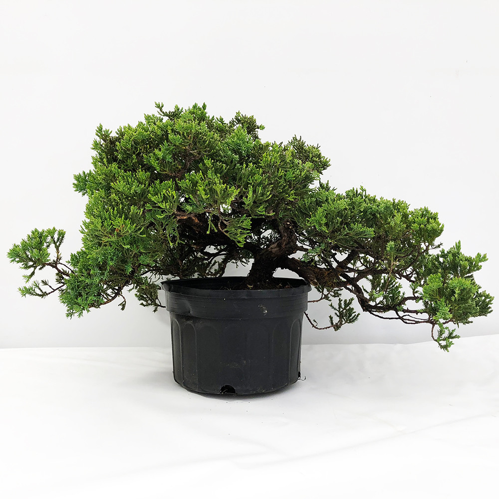 Juniper Procumbens Nana Bonsai Tree Bonsai Outlet