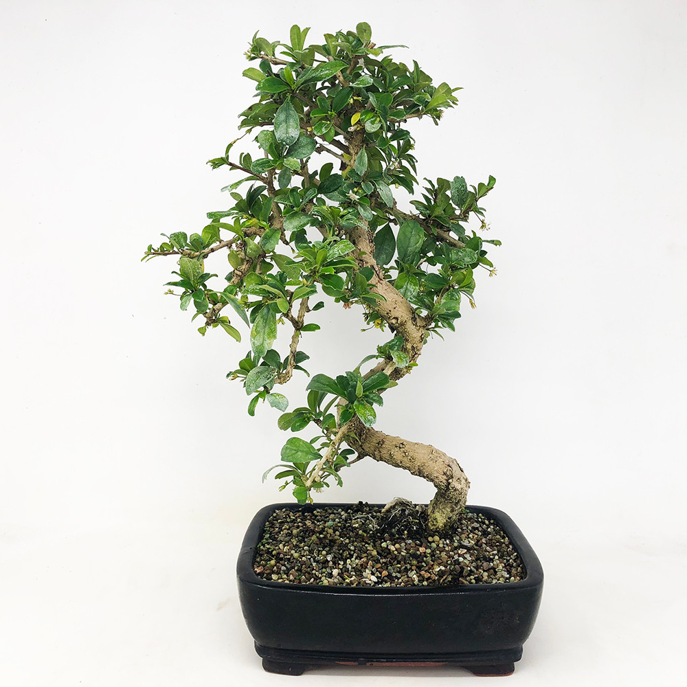 Flowering Fukien Tea Bonsai Tree Bonsai Outlet Because this bonsai wires any time and branches easily, you should not wire it too tightly. flowering fukien tea carmona bonsai tree tweb352 free shipping