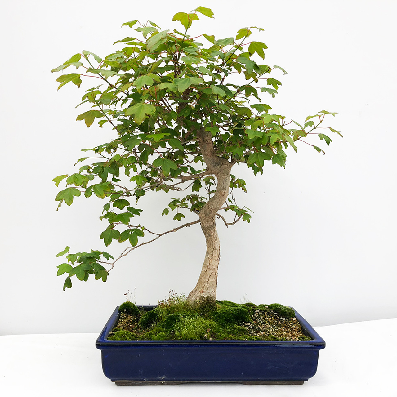Trident Maple Bonsai Tree | Bonsai Outlet Trident Maple Bonsai Tree | Bonsai Outlet