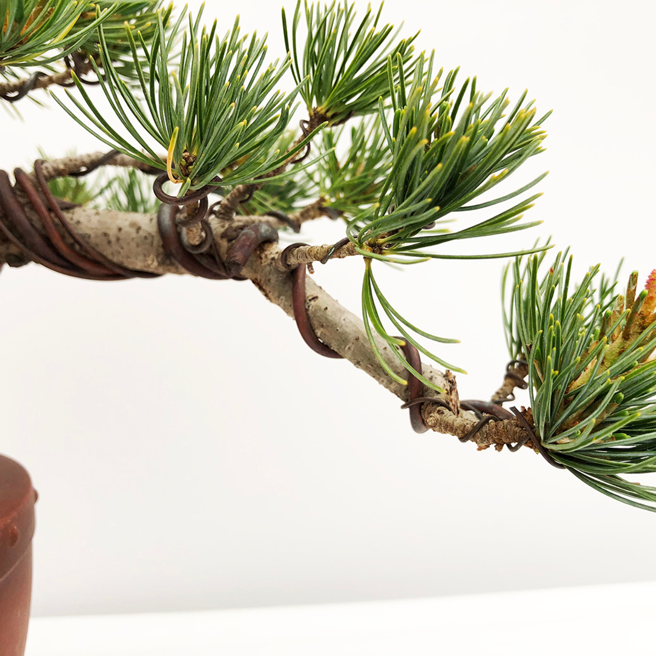 五葉松　Japanese White Pine This bonsai is available for purchase. 五葉松 / Japanese