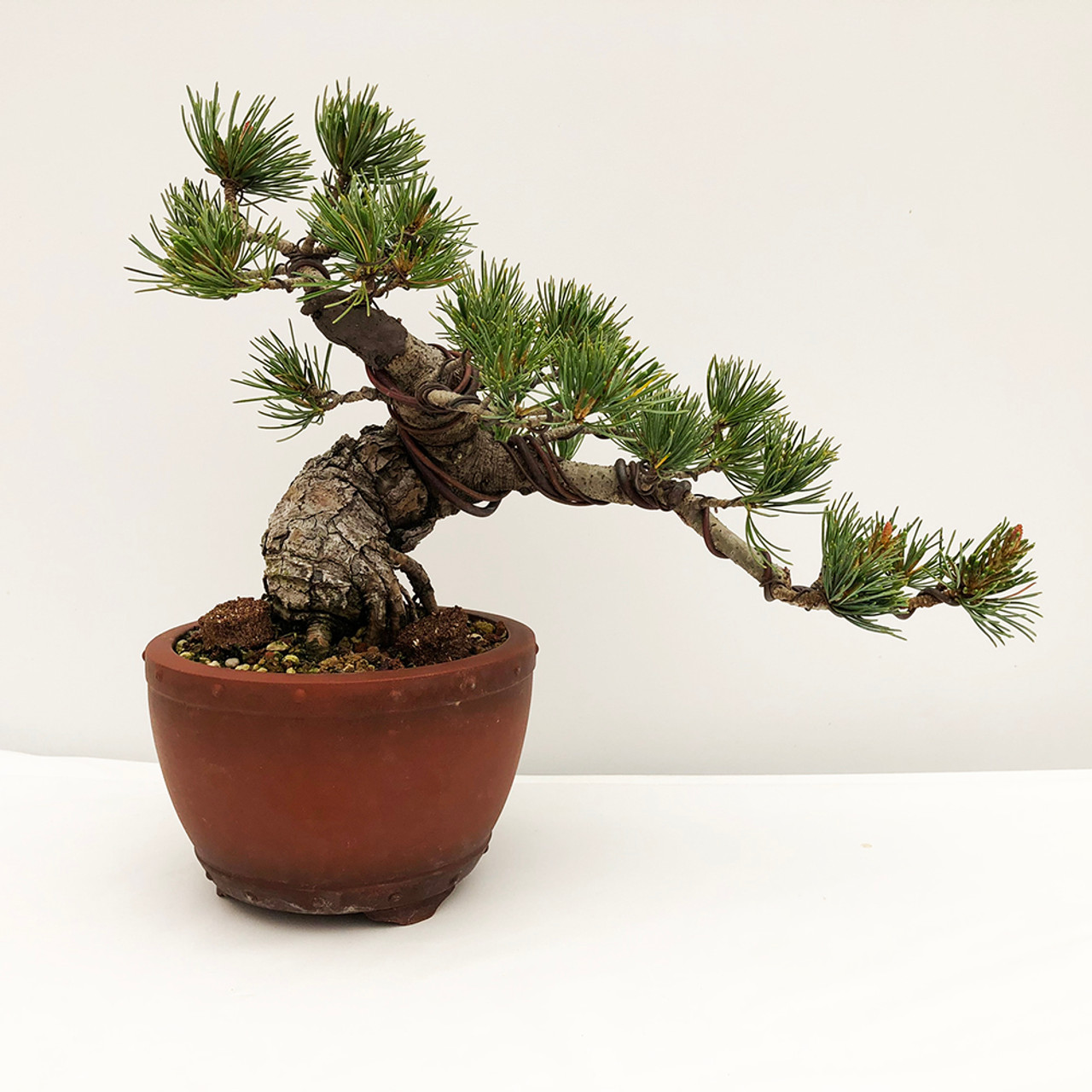 五葉松　Japanese White Pine pinus-parviflora-koru-japanese
