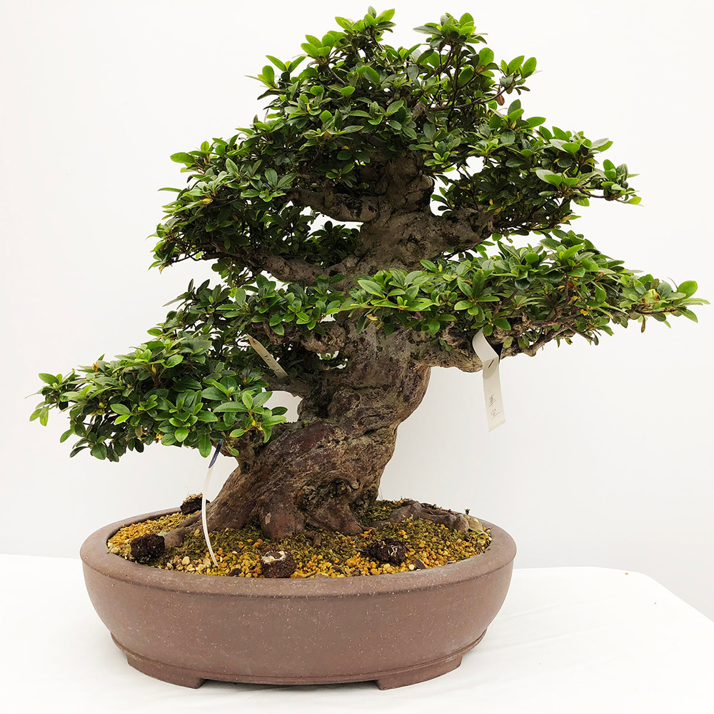 Imported Satsuki Azalea Bonsai Tree Bonsai Outlet