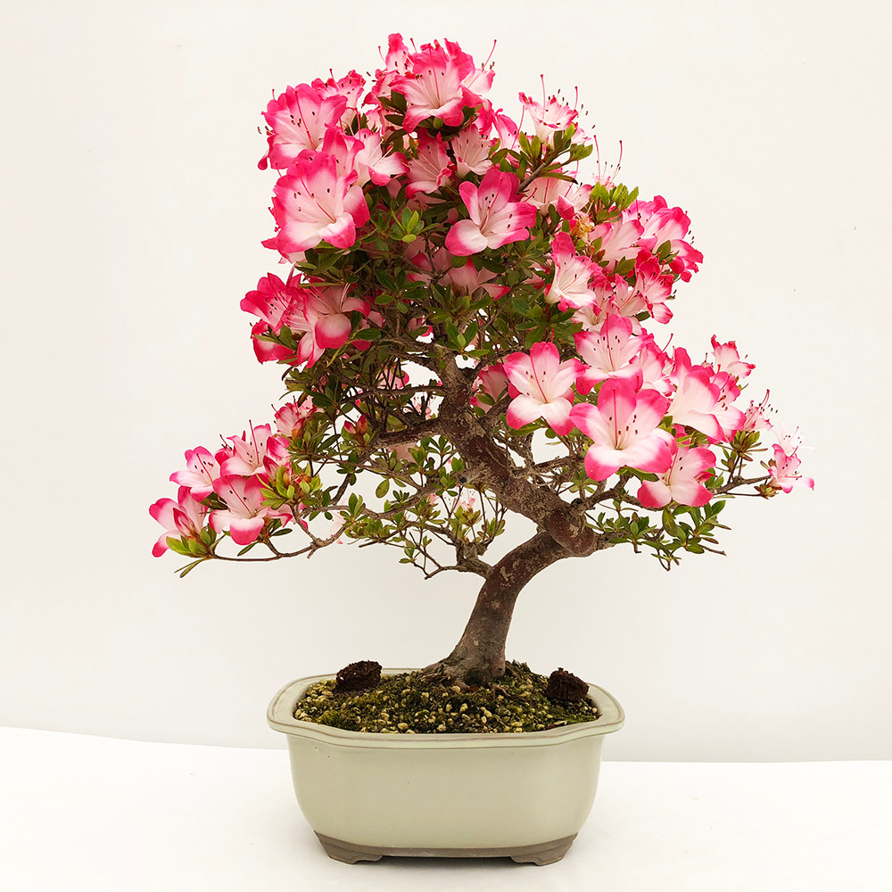 Imported Satsuki Azalea Bonsai Tree Bonsai Outlet