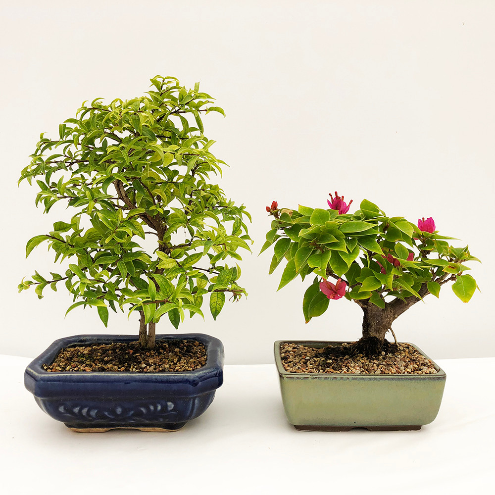 Tropical Duo Includes Water Jasmine And Pixie Bougainvillea Bonsai Tree Bonsai Outlet
