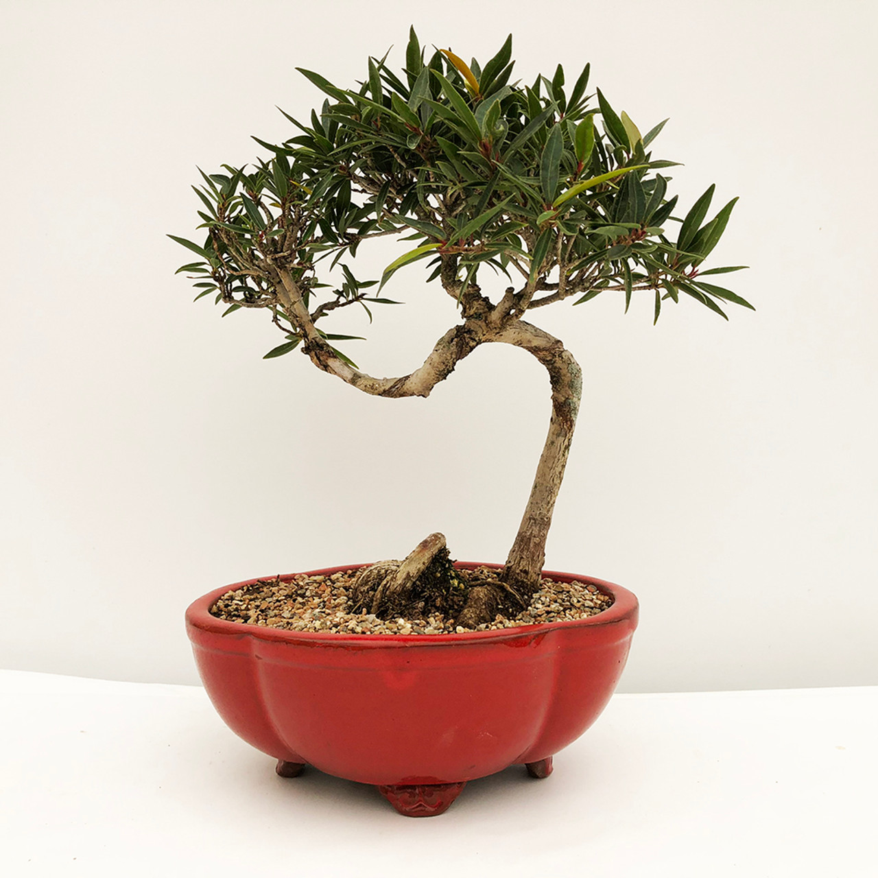 Funky Trunk Willow Leaf Ficus Bonsai Tree Bonsai Outlet