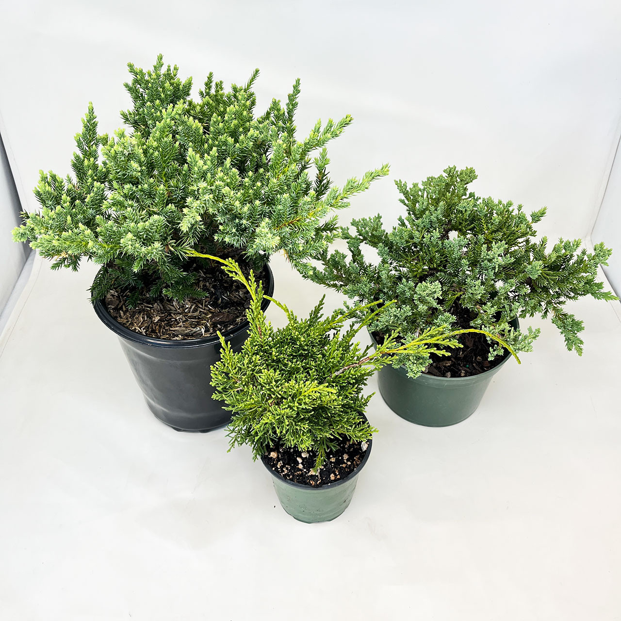 Juniper Pre-Bonsai 3-Pack | Bonsai Outlet
