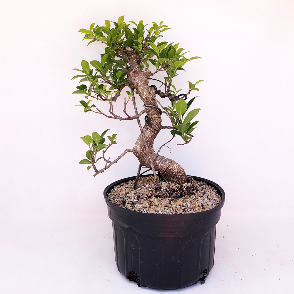 Pre Bonsai Tiger Bark Ficus Bonsai Tree Bonsai Outlet