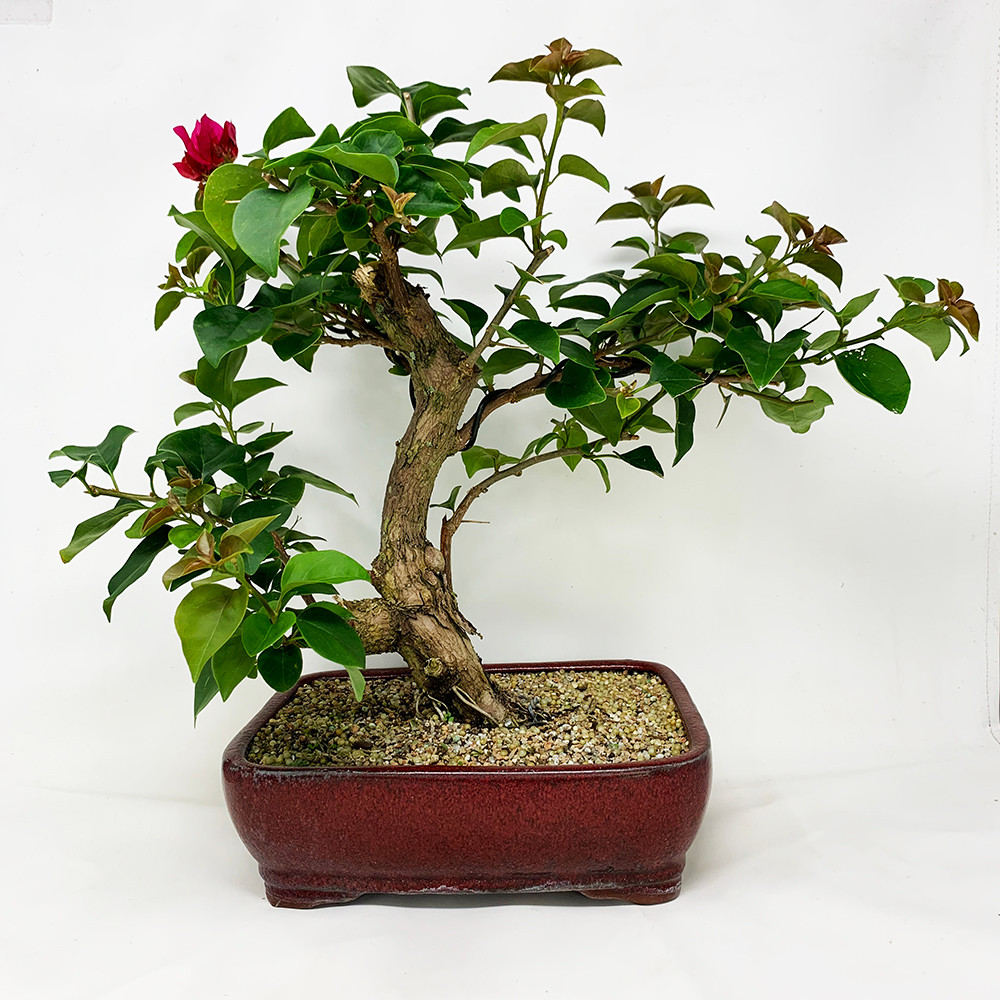 Red Flower Bougainvillea Bonsai Tree I Bonsai Outlet