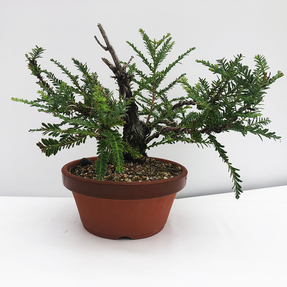 Collected Redwood Bonsai Tree I Bonsai Outlet