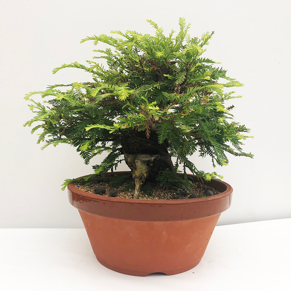 Collected Redwood Bonsai Tree I Bonsai Outlet