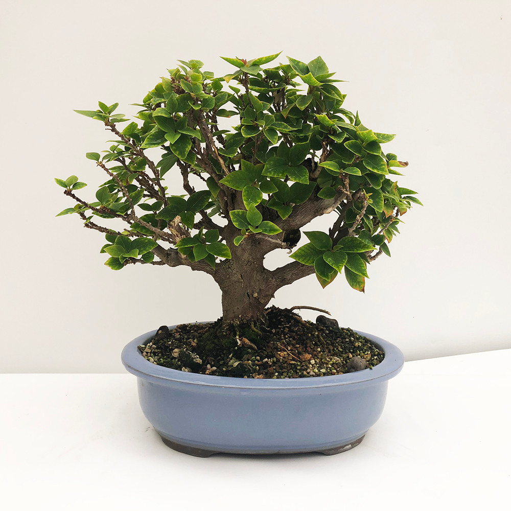 Pink Pixie Bougainvillea Bonsai Tree I Bonsai Outlet