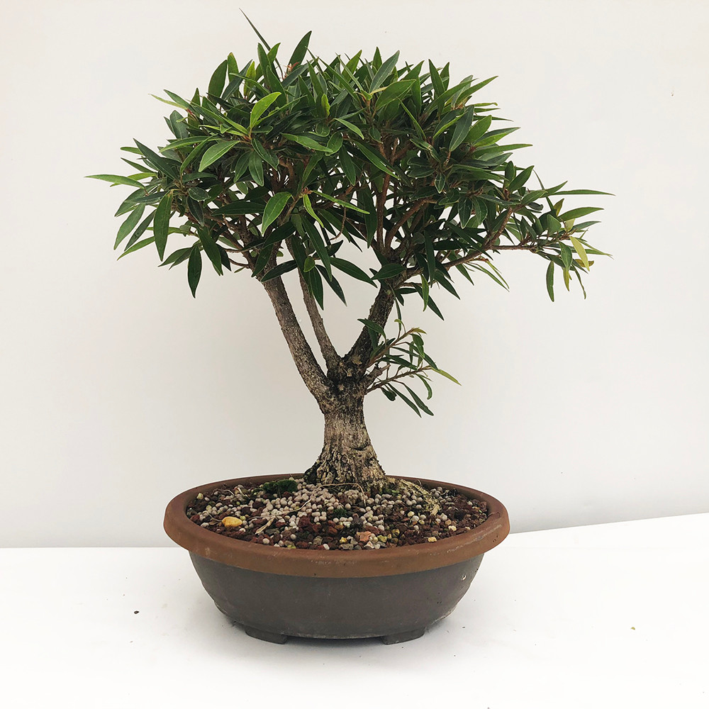 Fun Trunk Willow Leaf Ficus Bonsai Tree Bonsai Outlet