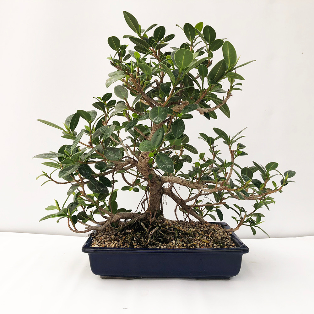 Green Island Ficus Bonsai Tree Bonsai Outlet