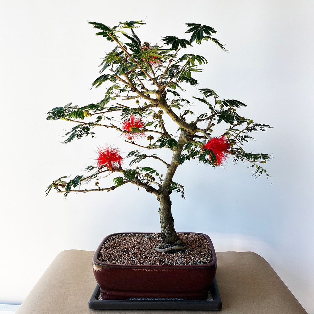 Flowering Mimosa Bonsai Tree Bonsai Outlet