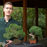 Needle Juniper Bonsai | No. 10951 | Bonsai Outlet