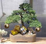 5 Reasons A Bonsai Tree Is The Perfect Christmas Gift