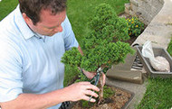 Gardening with Bonsai Trees is Becoming a Popular Relaxation Technique