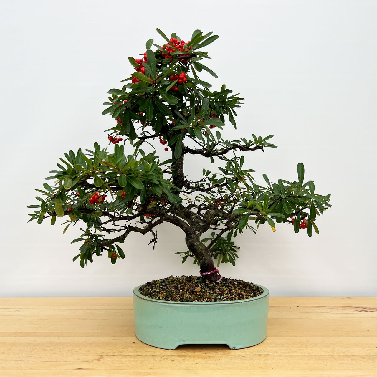 Pyracantha Bonsai (No. 10427) Bonsai Trees at