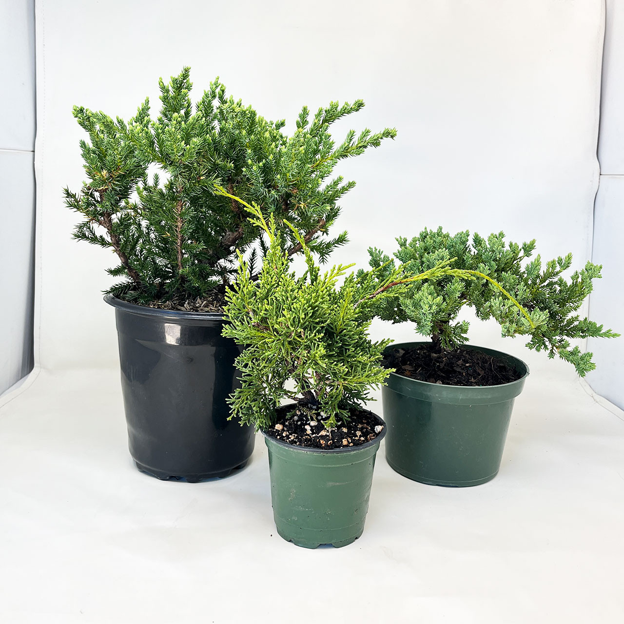 Juniper PreBonsai 3Pack Bonsai Outlet