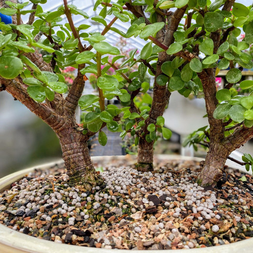 Forest Jade At Bonsai Outlet Com Web1014