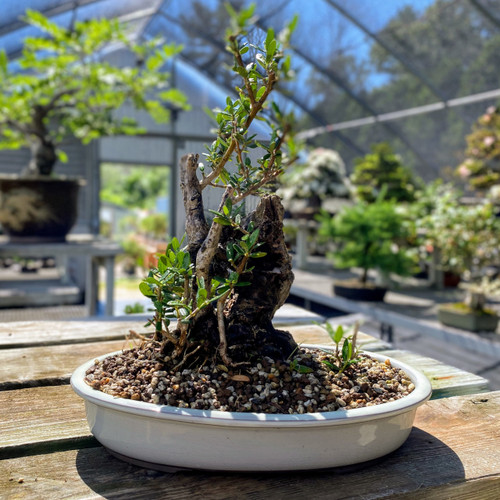 Quality Bonsai Trees & Supplies 100,000+ Trees Shipped