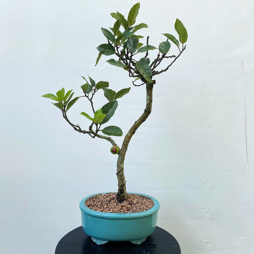 Indoor Bonsai Tree For Beginners Great For Corporate Gifts Bonsai Outlet