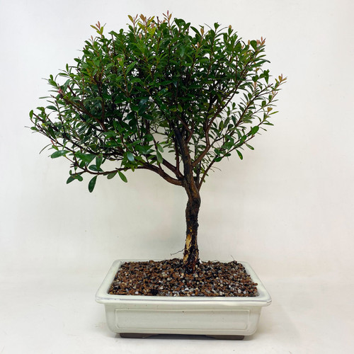 Indoor Bonsai Tree For Beginners Great For Corporate Gifts Bonsai Outlet