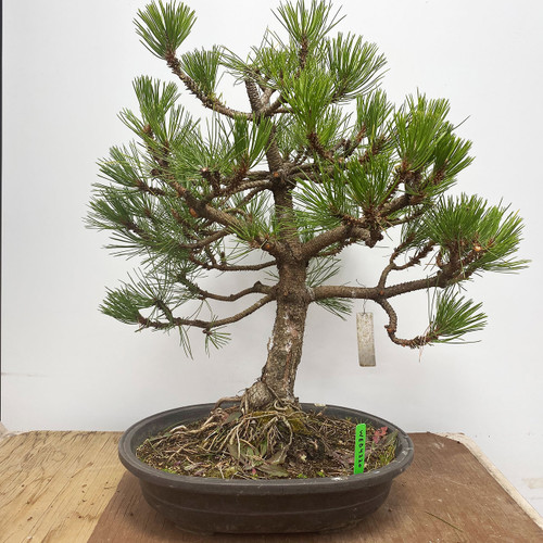Outdoor Bonsai Tree for Beginners | Specimen Bonsai ...