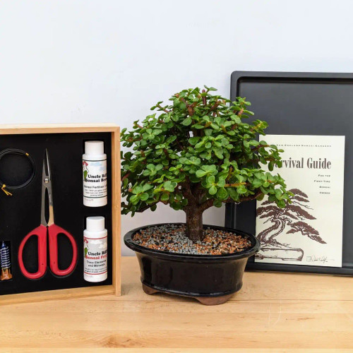 The Complete Mini Jade Bonsai Experience