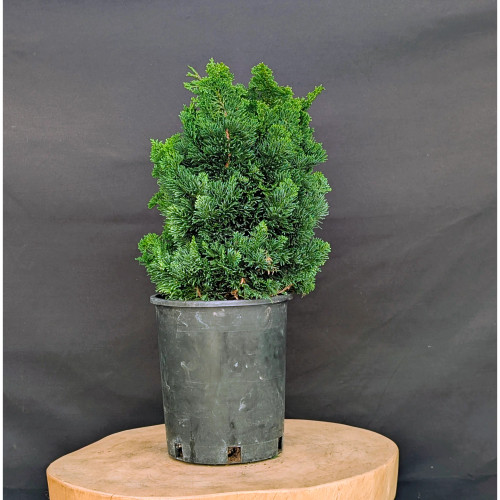 An emerald green Hinoki Cypress 'Kosteri' (Chamaecyparis obtusa 'Kosteri') outdoor bonsai tree in a black plastic nursery pot. The tree features dense, fan-shaped clusters of vibrant foliage, giving it a lush, textured appearance. It stands in an upright, slightly irregular conical shape characteristic of the cultivar. The pot is placed on a thick, natural wood slice pedestal, all set against a solid, dark matte gray background that makes the plant's rich green color pop. This young specimen showcases the layered branch structure and slow-growing nature that makes Hinoki Cypress a popular choice for bonsai enthusiasts.
