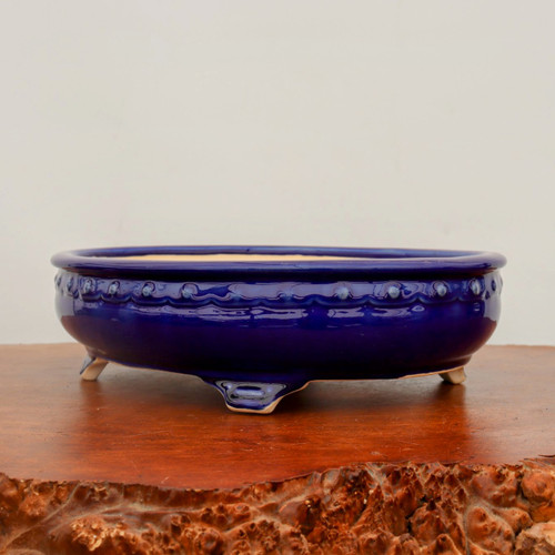 A high-quality, shallow oval bonsai pot with a vibrant, deep cobalt blue glaze. The pot features a classic decorative band around its upper rim, consisting of a row of small, raised circular studs, often called "nails," positioned above a subtle scalloped or wavy relief line. The glossy finish is highly reflective, giving the ceramic a polished and professional look. It rests on several small, sturdy feet that are left unglazed on the bottom, revealing the natural, light-colored ceramic material. The interior of the pot is also unglazed, showing a natural tan clay surface which is traditional for proper water drainage. The pot sits on a dark, polished wooden display stand with a rustic, natural-cut live edge, all set against a clean, neutral off-white background.